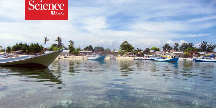 Seagrasses Reduce Levels of Dangerous Bacteria