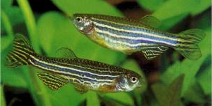 Zebrafish Model of Learning/Memory Disorder Helps to Target Treatment