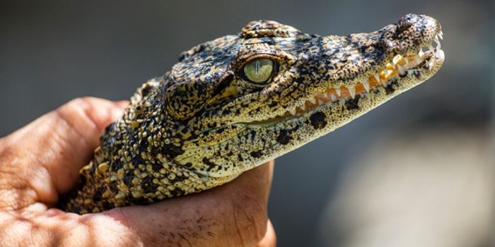 Interbreeding is Costing the Cuban Crocodile its Identity