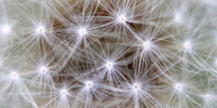 Glial Cells May be an Underappreciated Part of Our 'Second Brain'