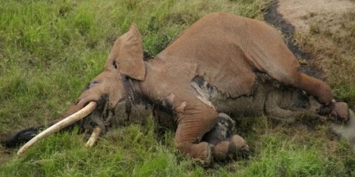 Rare 'Giant Tusker' Elephant Found Dead in Kenya, Poaching Suspected