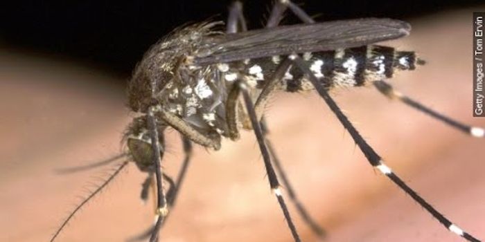 Do Your Genes Bode Bite Bait For Mosquitoes?