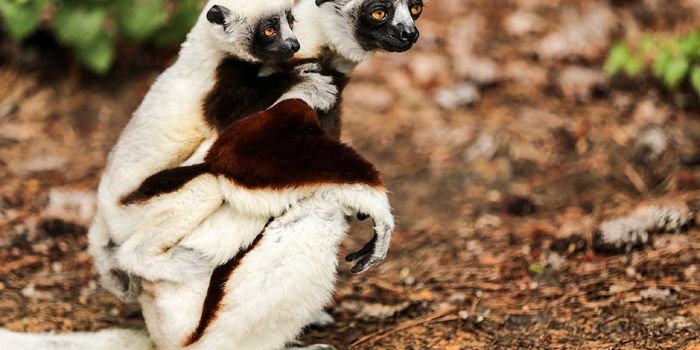 Sifaka Lemurs Endure Dangerous Ventures to Find Food
