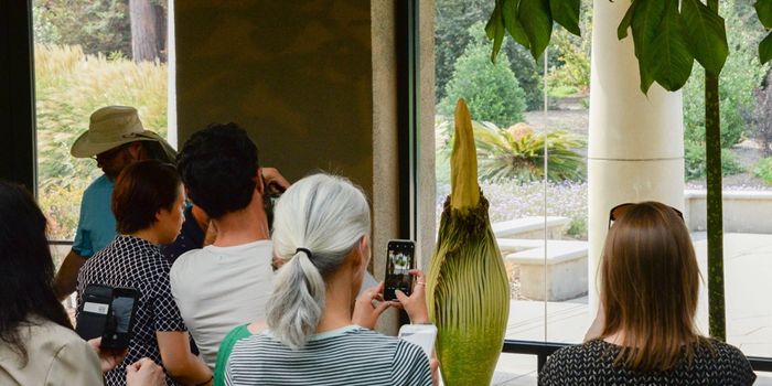 A Blooming Corpse Flower is Stinking Up California