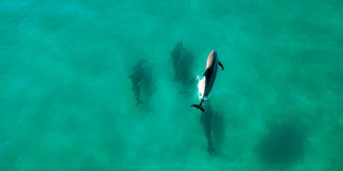 Dolphins Lost 85 Genes to Become Aquatic