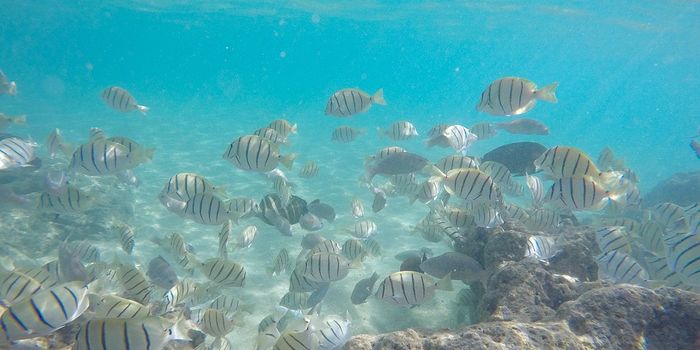 Coral reefs' genetic diversity threatened by humans