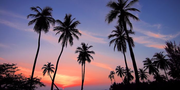 Half of all palm tree species at risk of extinction