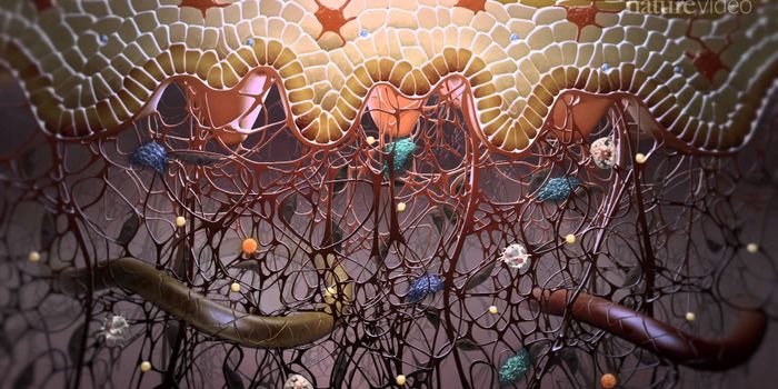 Immunology in the skin