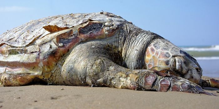 What's the deal with Florida's red tide?