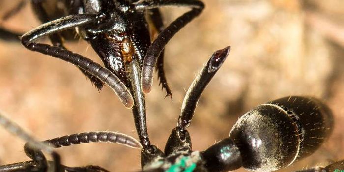 These Ants Nurse Wounded Comrades Back to Good Health