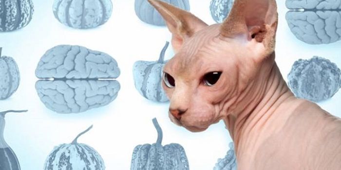 Pssst! Secret of Wrinkling, Folding, and Creasing