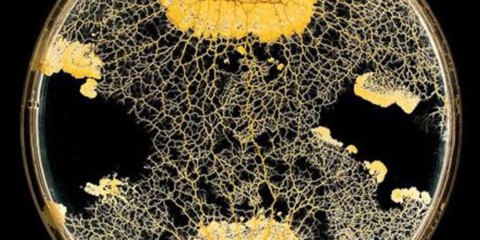 A Single-Celled Organism That Can Learn