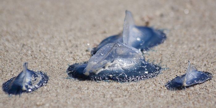 Spring Winds Following Warmer Winters Cause Mass Jellyfish Strandings