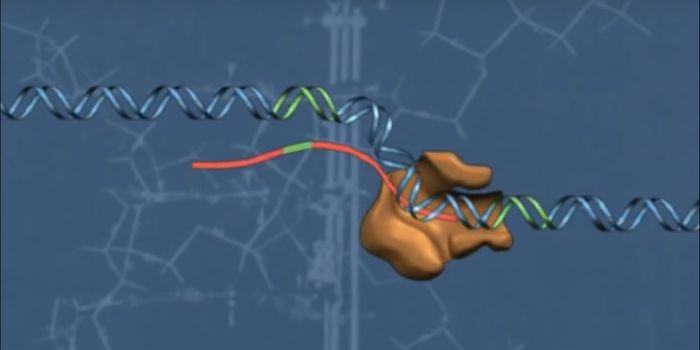 RNA Polymerases Can Signal to One Another Over Long Genomic Distances