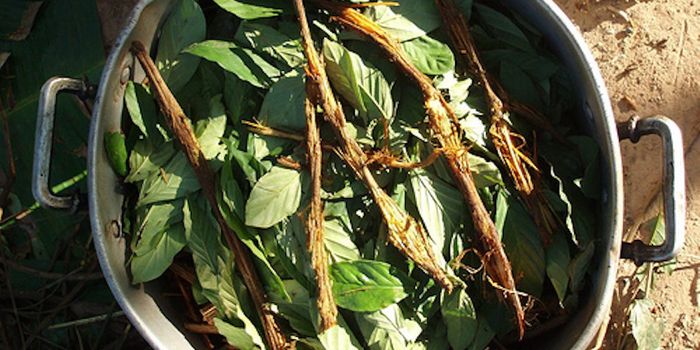 Impact of Psychedelics Revealed by Human Minibrains