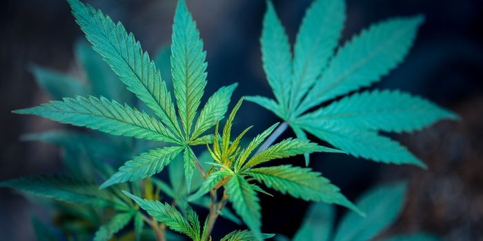 Injectable Cannabis Overdose Drug Being Developed