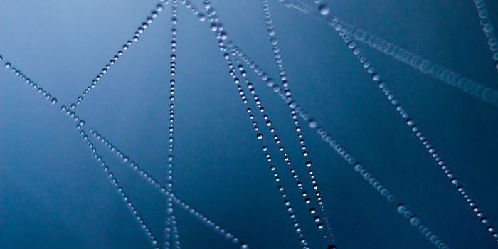 Trapped! An Immune Cell Tag Team Takes Down Bacteria.