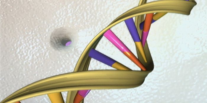 The Genetics of Body Fat May Shape Health Risks