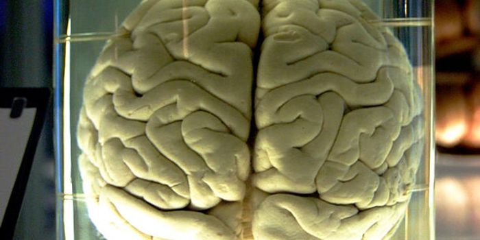 Can We Grow a Brain?