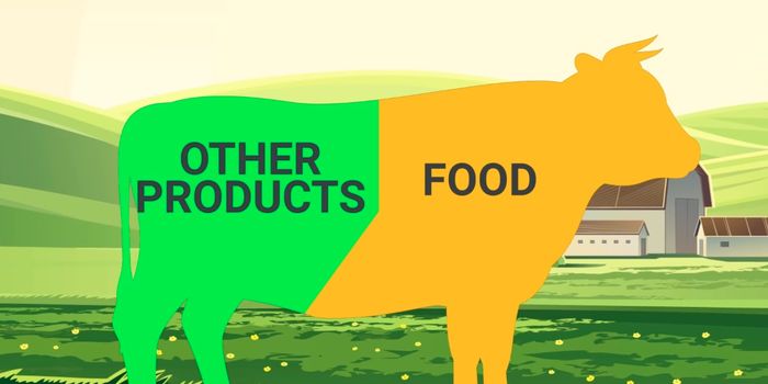 Steaks Aren't the Only Things We Get From Cows