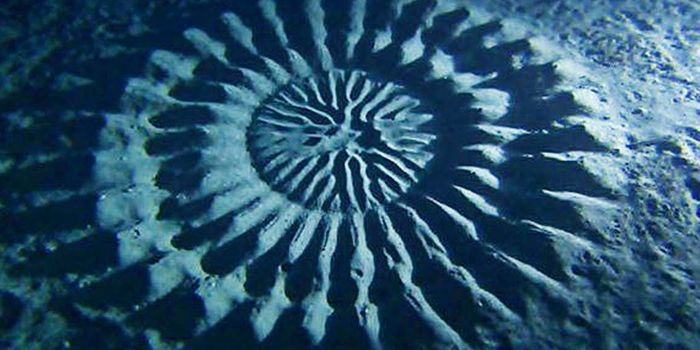 Who are the best animal engineers?