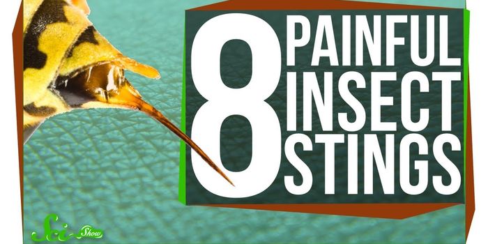 8 Insects that Inflict the Worst Pain