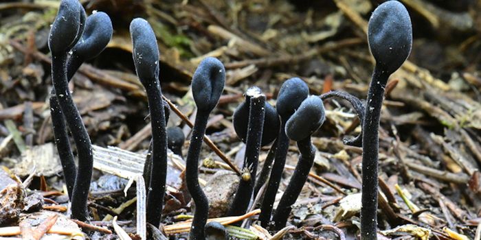 Unusual Fungi - Ancient Creatures on Their Own Branch of Evolution
