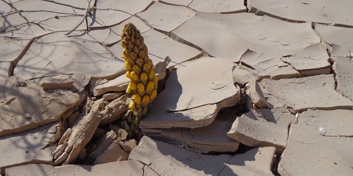 The Gene that Helps Plants Fight Climate Change