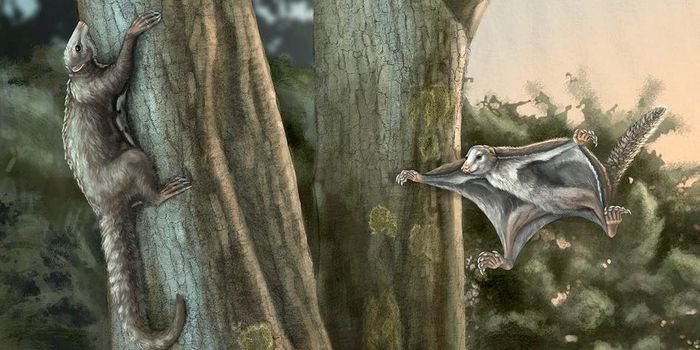 This Might Be the Earliest 'Gliding' Mammal Ever Discovered
