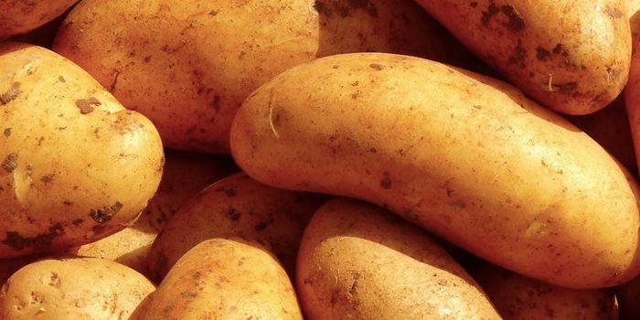 Modern Potatoes Arose After Hybridizing with Tomatoes Millions of Years Ago