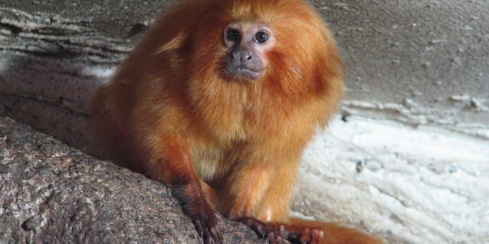 Nearly Half of All Species Are Declining - Mass Extinction Will Be Worse than Previously Thought