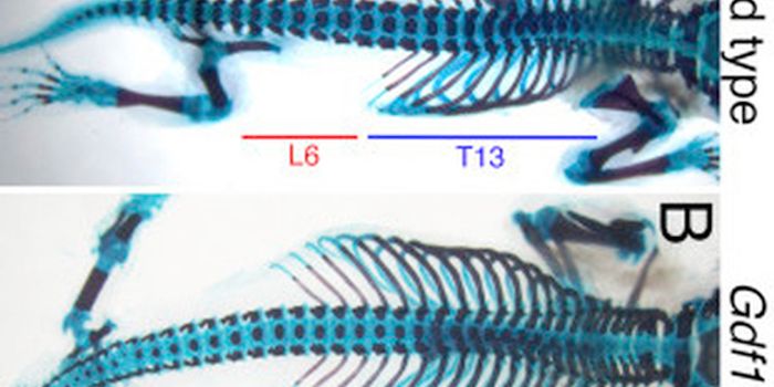 Non-Coding RNA Could Have Regulatory Role in Trunk Length