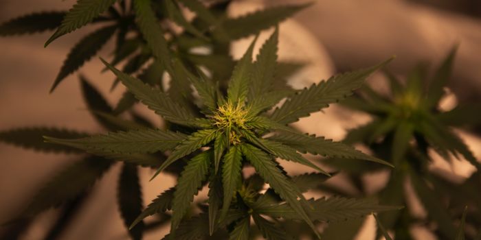 Cannabis compound CBN supports mitochondrial function