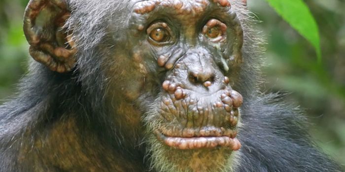 Leprosy Has Been Detected in Wild Chimpanzees for the First Time