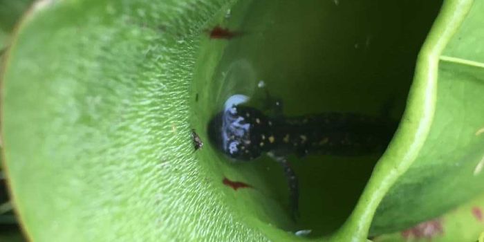These Ontario-Based Plants Are Eating Local Salamanders