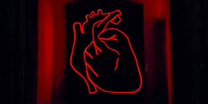 Cardiac Patch Repairs Heart Attack Damage in Pigs and Rats