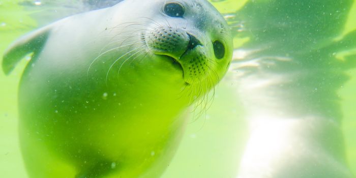 The Power of Seal Serum