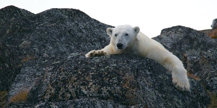 Watch a Polar Bear Mom Scare Off a Bully So Her Cubs Can Eat
