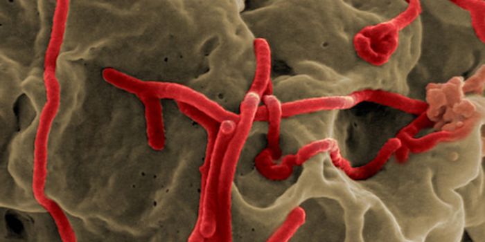 How Ebola Gets Into Cells