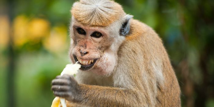 COVID Vaccine Works in Macaques - What about in Humans?