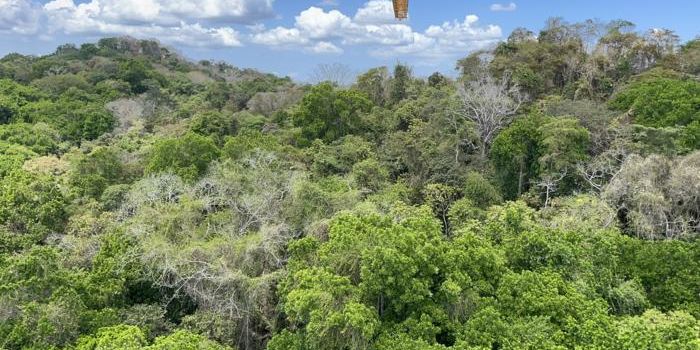 New Assessment Reveals Plants Absorb 31% More CO2 Than Previously Estimated