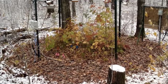 Soil Could be a Major Factor in Climate Change