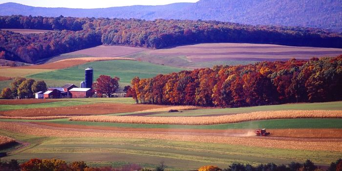 Small forests provide key ecosystem services