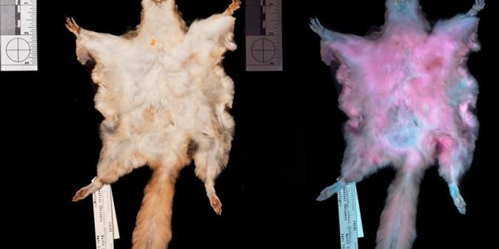 Researchers Discover Fluorescence in Flying Squirrels for the First Time