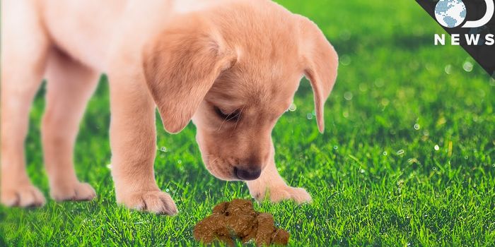 Why do animals eat poop?