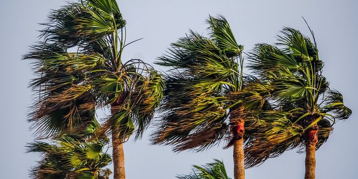 Palm Trees Are Making Their Way Further Northward