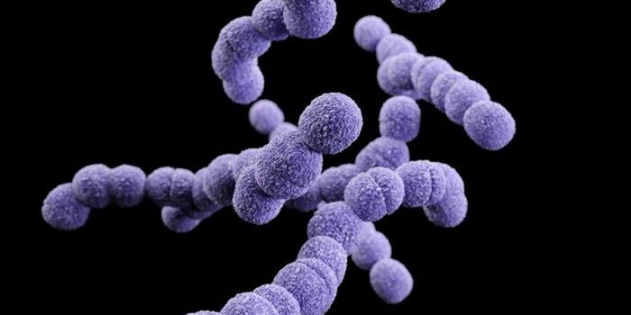 Antibiotic-Resistance Genes Can Move From Humans to Animals