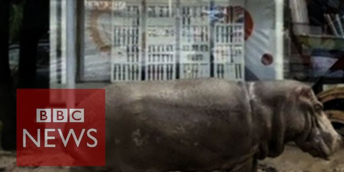 Zoo animals loose after flood