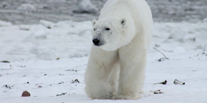 Watch a Hungry Polar Bear Respond to an Opportunity to Eat