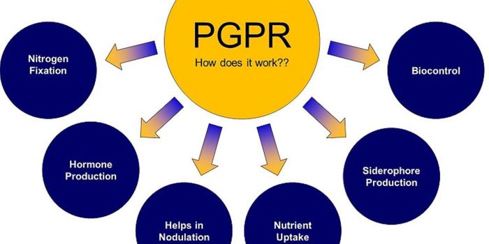 An Emerging Field of Study: Human Pathogens on Plants